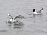 bonapartes gulls-splash
