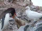 Paradise Harbor ~ Gentoo Penguins