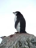 Half Moon Island ~ Chinstrap Penguins