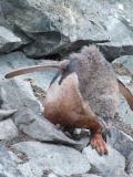 Half Moon Island ~ Chinstrap Penguins