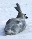 Half Moon IslandAntarctic Fur Seal