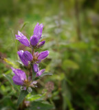 Clustered Bellflower