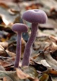 Amethyst Deceivers