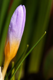 Crocus