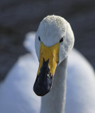 Whooper Swan