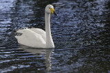 Whooper Swan