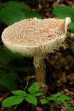 The Blusher (Amanita rubescens)