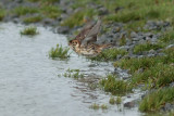 Lapland Bunting