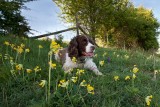 Poppy amonsgt the Cowslips
