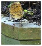 Robin Fledgeling