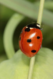 Ladybug