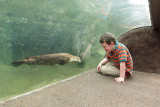 Jacksonville Zoo - Otter