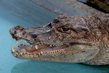 Gatorland