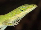 Green Anole (foot details)