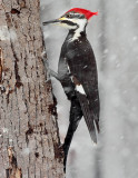 Female Piliated Woodpecker
