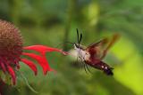 Hummingbird moth