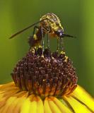 Lepidophora lepidocera or related species of 'bee fly'
