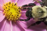 Bumblebee on Cosmos