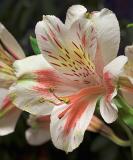 Alstroemeria