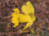 Daffodil