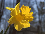 Daffodil