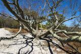 Assateague Island