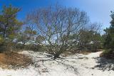 Assateague Island