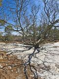 Assateague Island