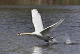 Mute Swan (Cygnus olor)?