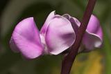 Hyacinth Bean