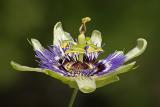 Passionflower