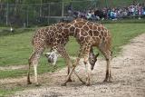 Giraffes