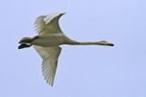 Whooper Swan (Cygnus cygnus)?