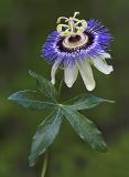 Passionflower