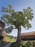 The Nunnally Oak