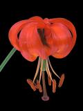 Turks Cap Lily