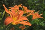 Ditch lilies