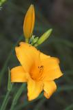 Daylily Gold