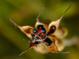 Stink Bug on Columbine seed pod