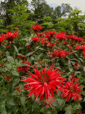 Monarda  Bee Balm