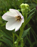 Platycodon Balloon Flower