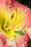 Katydid(?) on Daylily