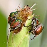 Japanese Beetles on Corn