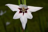 Acidanthera murieliae (Abyssinian Gladiolus)