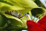 Wheel Bug on Hibiscus