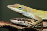 Green Anole/Long Tailed Lizard