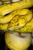 Morelia viridis