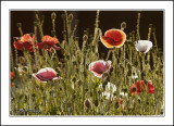 Poppies.