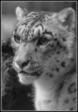 Snow Leopard.