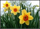 Daffs.